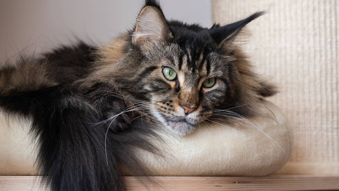How To Keep a Maine Coon From Getting Overweight