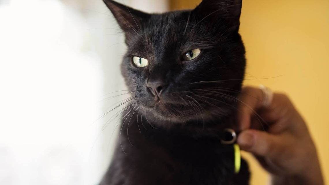 Senior Cat Melts Hearts by 'Asking for Pets' Hours After Finally Being Adopted 
