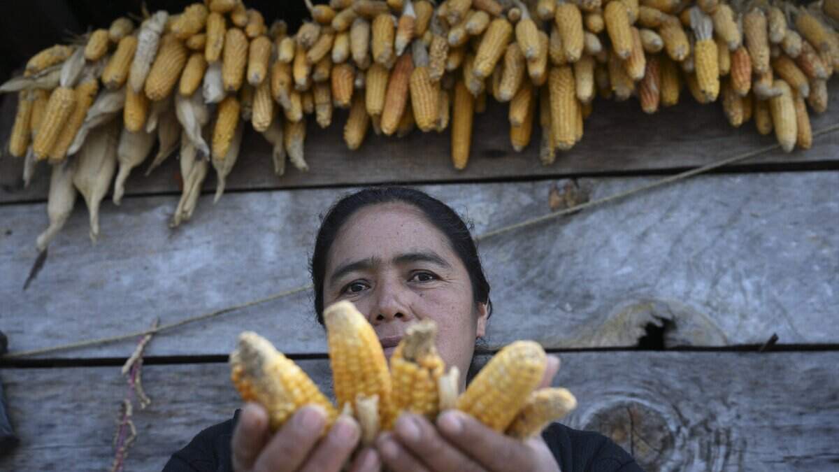 Lucia Rojop, 43, shows corn cobs at her house in the Xetzac community of Cunen, Quiche department, Guatemala, on May 27, 2026. As drought spread and forecasts for the El Nino grew increasingly bleak, fear of hunger gripped residents of this Indigenous village.