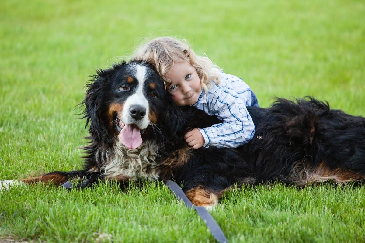  Bernese Mountain Dogs are affectionate and patient with children in big families.