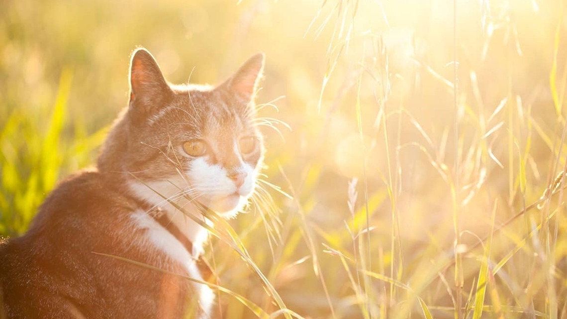 7 Cat Breeds That Thrive in Warm, Sunny Weather, According to Vets 