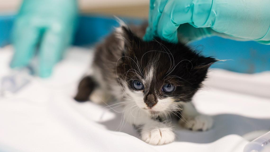 In animal shelters, newborn kittens are uniquely vulnerable. This workshop aims to change that 