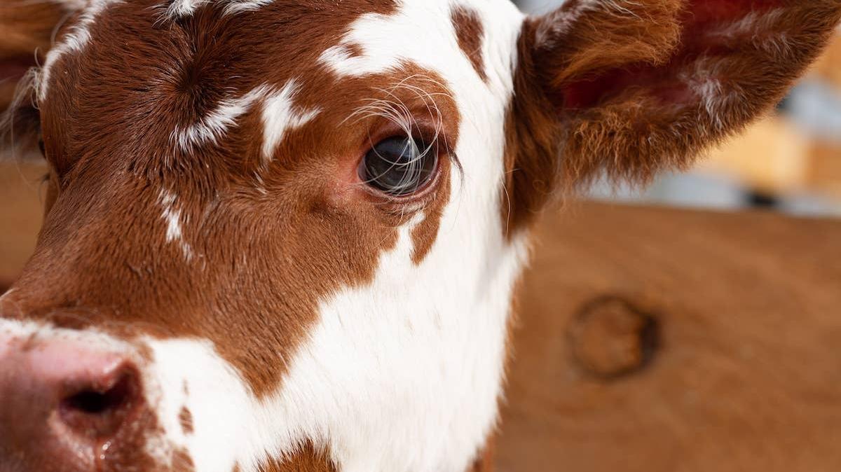 A young calf on a dairy farm. 