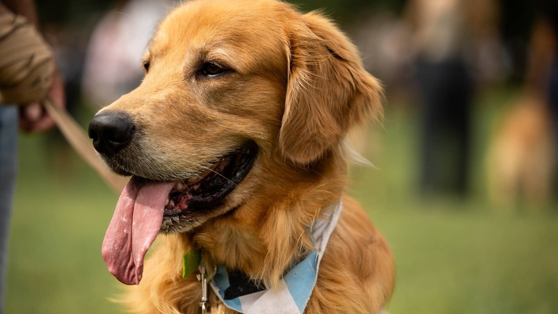 Golden Retriever Is 'About To Form a Thought' and Then Says, 'Nope, Lost It!' 