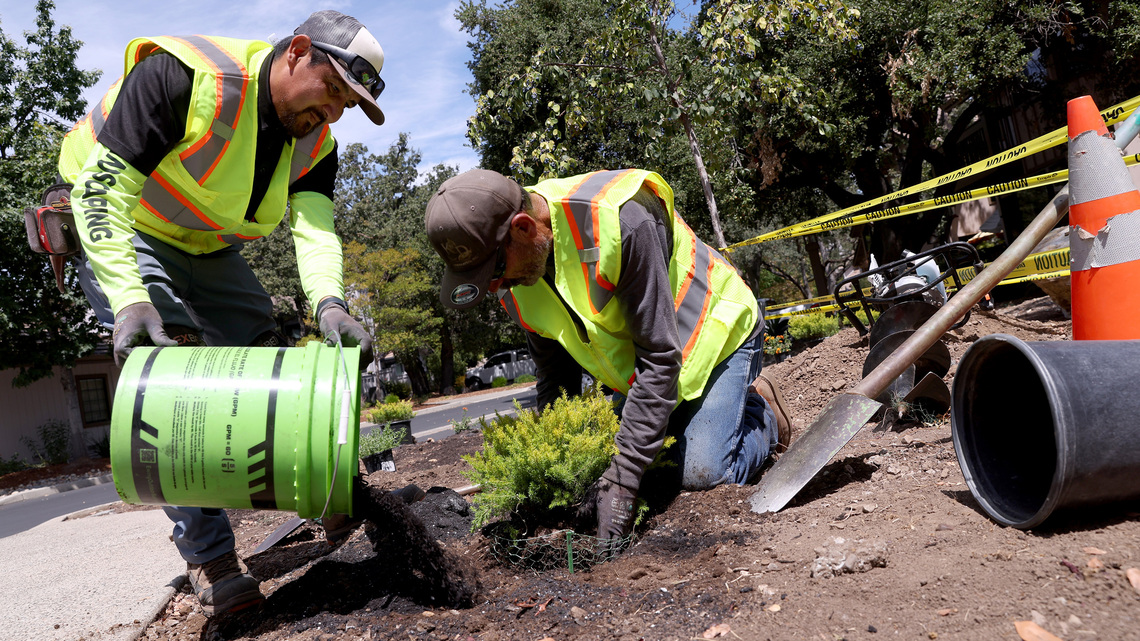 A new California law will ban watering decorative grass, even in non-drought years, starting Jan. 1 