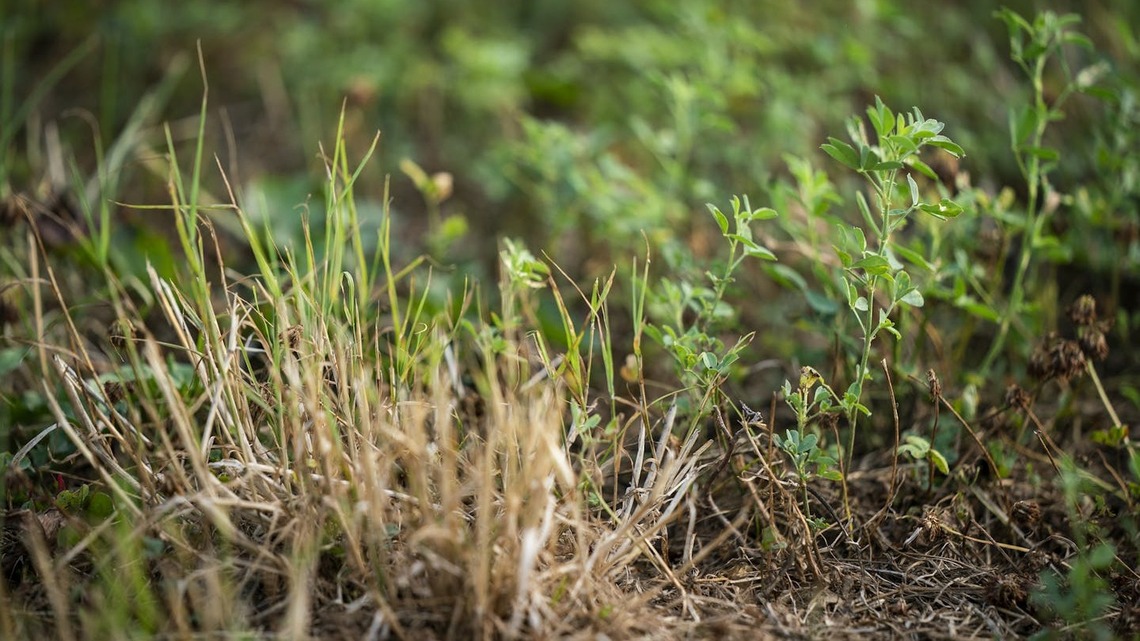 Health officials trace E. coli and salmonella outbreak to Minnesota alfalfa grower 