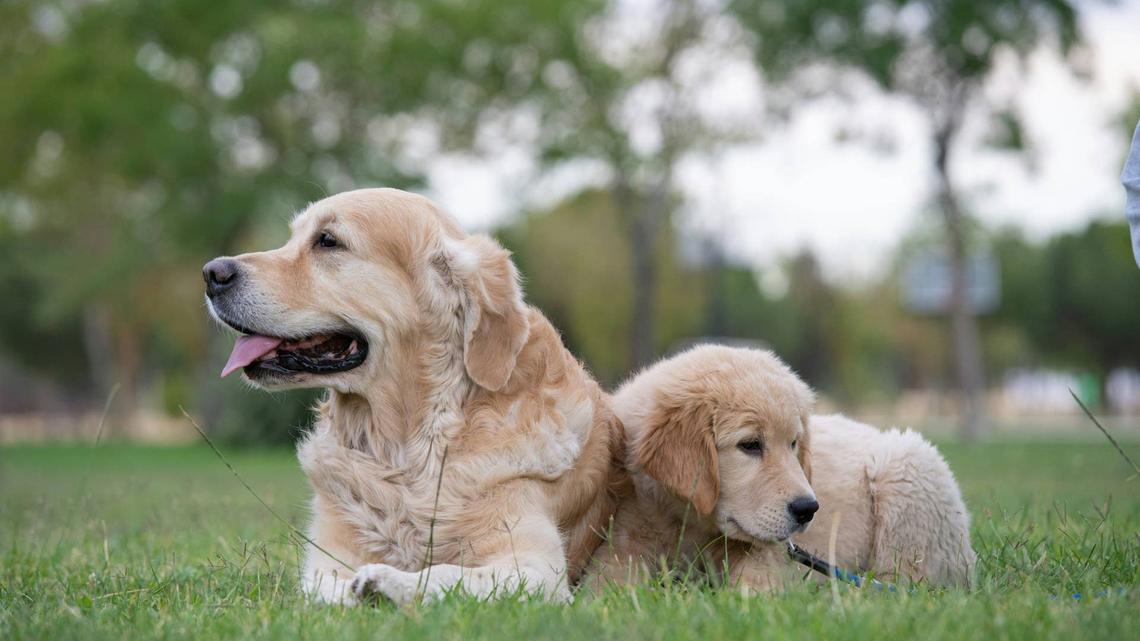 Puppy Relentlessly Begs for Labrador Mix's Attention Despite Being Blatantly Ignored 