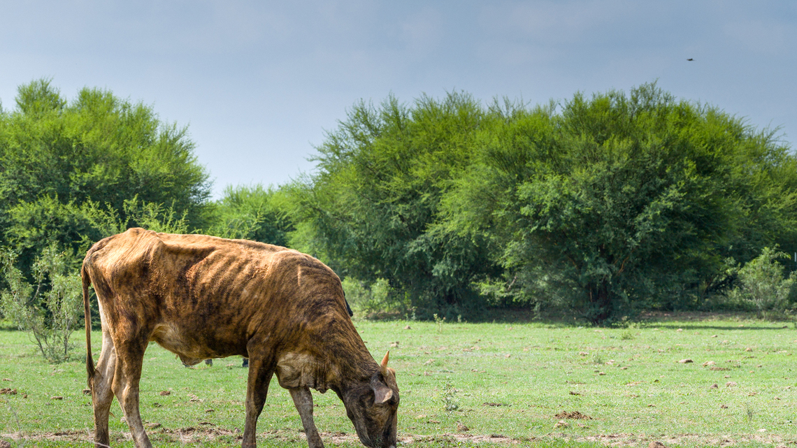 Mark Gongloff: For a thirsty American West, it's either cows or humans 