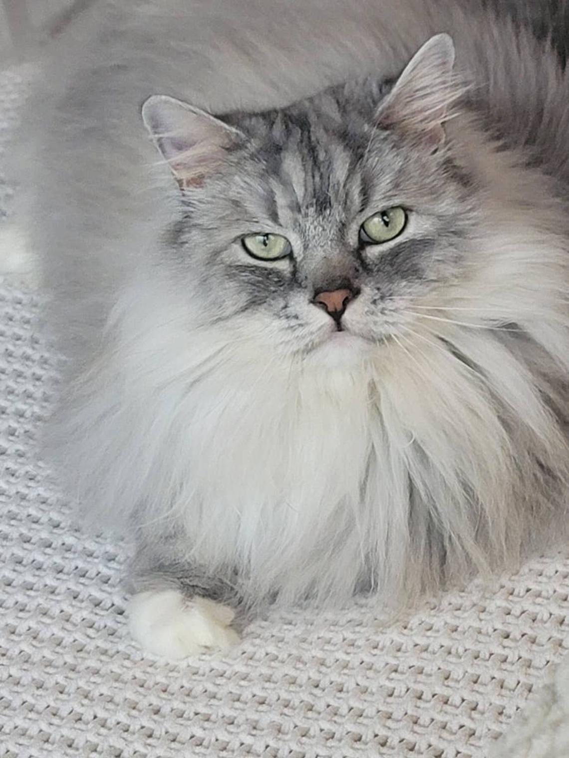  Ragamuffin cat that loves to connect with people, like people born in August. 