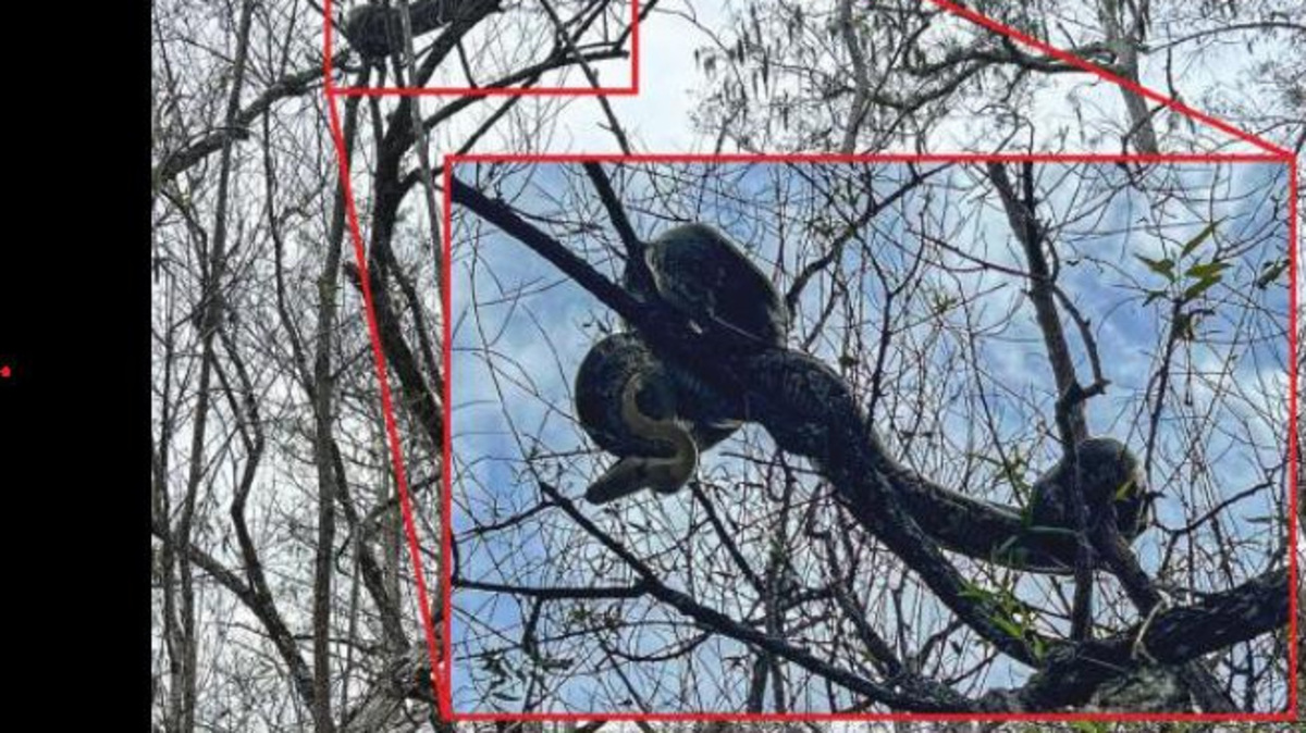 Look out above! Burmese pythons are climbing trees in Florida | Miami ...