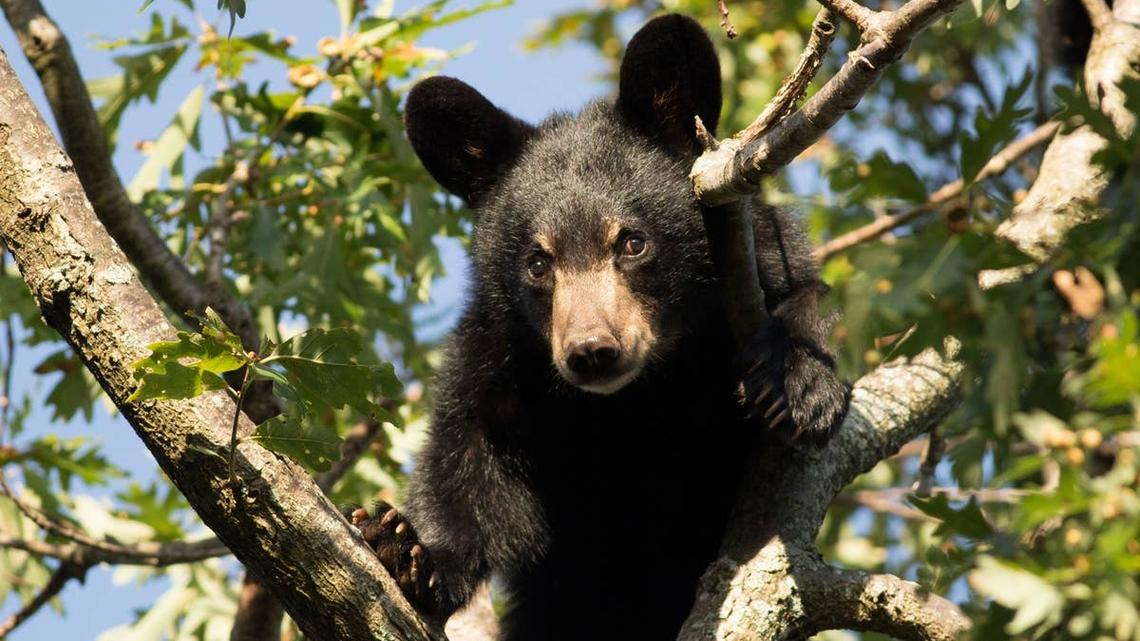 A Black bear cub in a tree. 