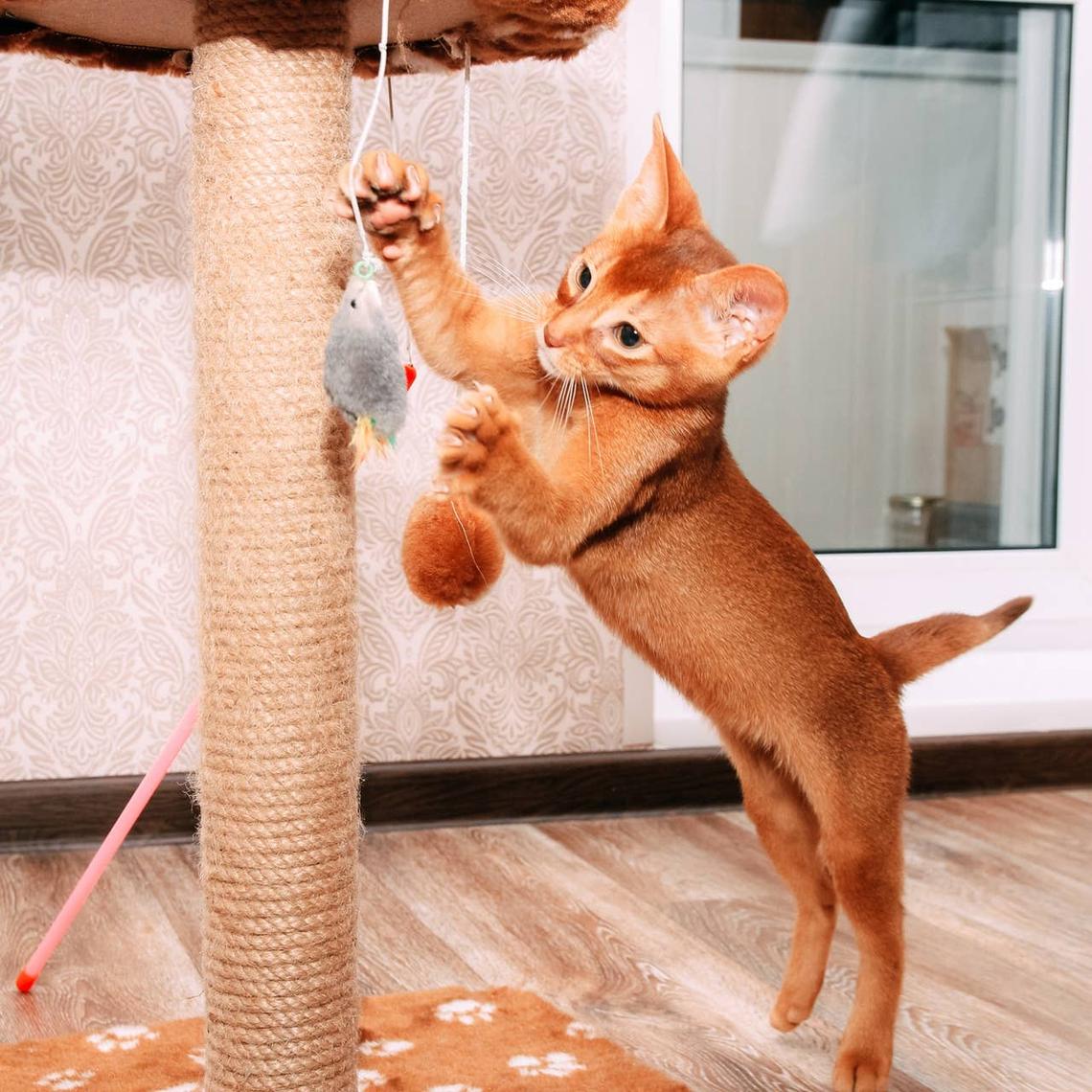  A goofy Abyssinian cat playing. 