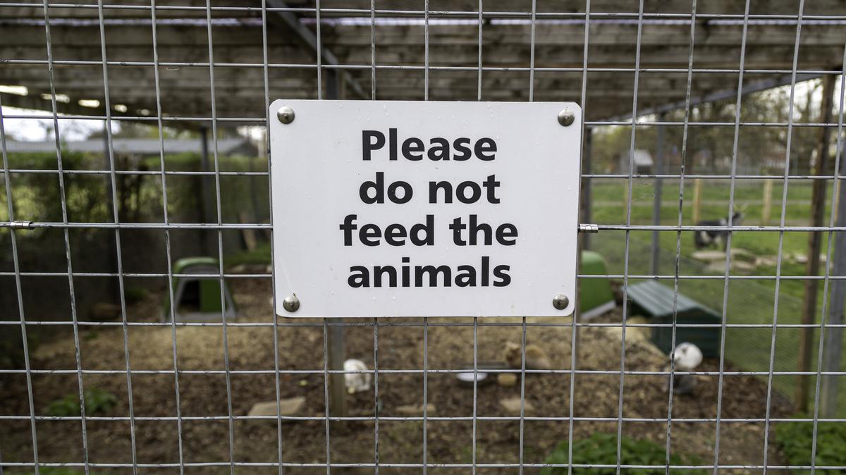 Animals in roadside zoos are often kept in cramped, barren enclosures with little enrichment, denied the space, social structure and natural environment they need to thrive.