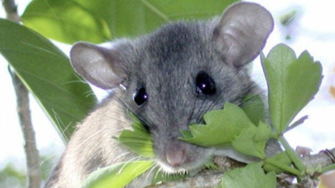 Native Florida rodent could go extinct, thanks to Burmese python 