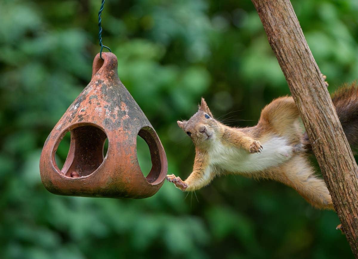  A bird feeder attracting squirrels to a suburban yard.