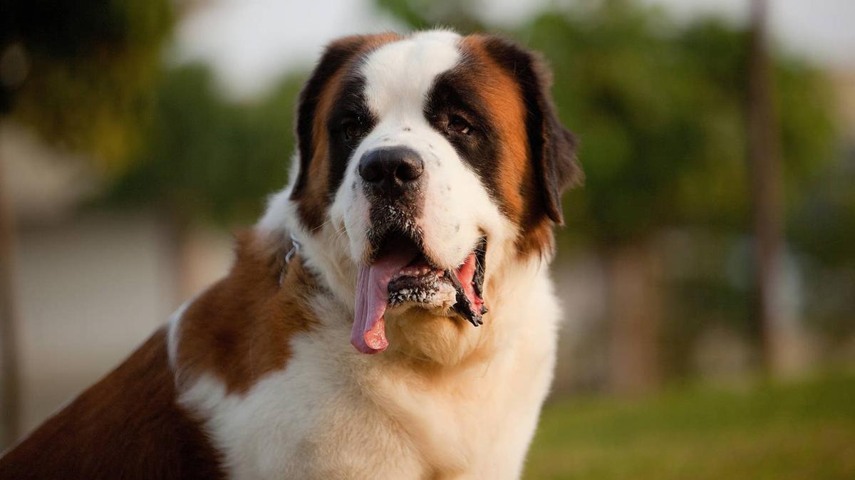 st. bernard. 