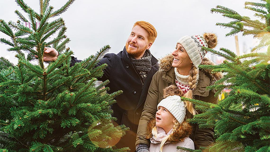 
        How To Choose and Care for a Live Holiday Tree
       