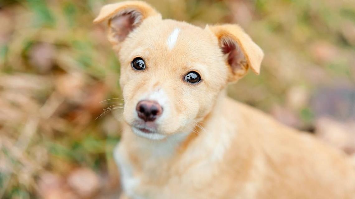 Dog Left Behind in Empty House Quietly Chooses Her New Human 
