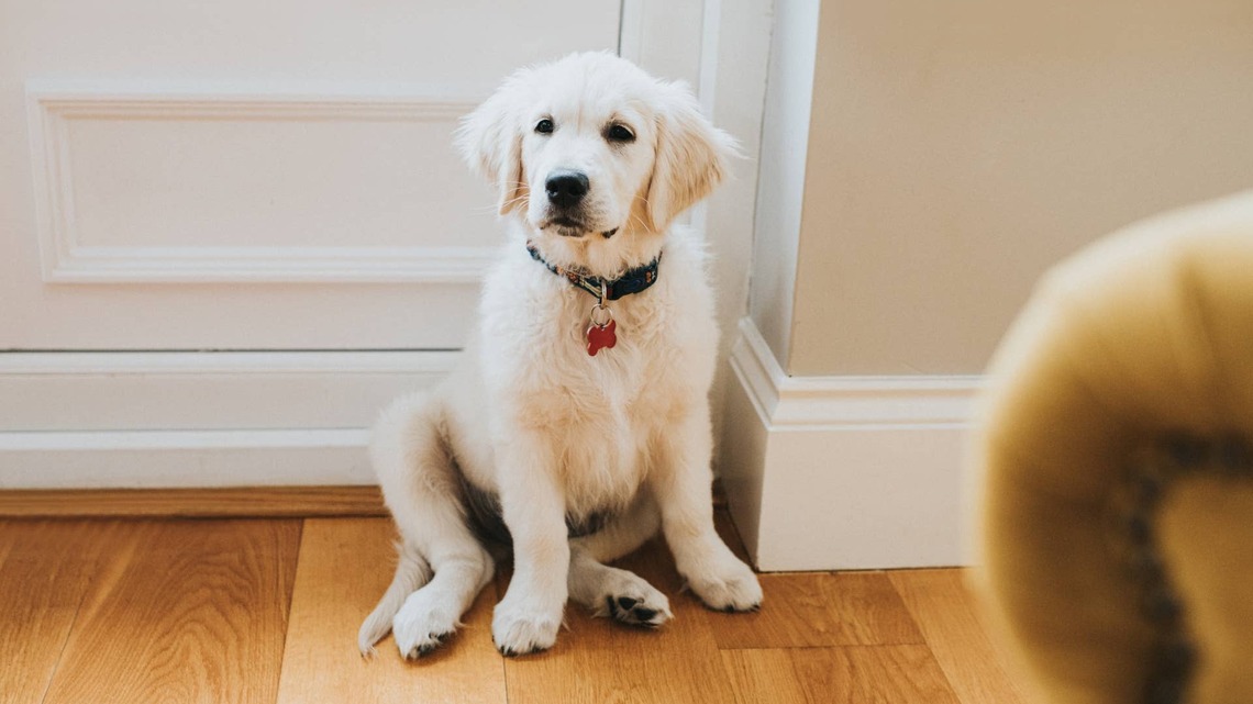 Golden Retriever Puppy Hilariously Attempts To Learn How To Use Stairs 