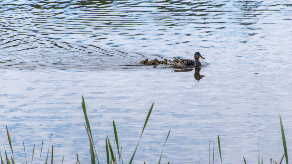 Dennis Anderson: Famous at age 6 for painting waterfowl, now she is saving them 