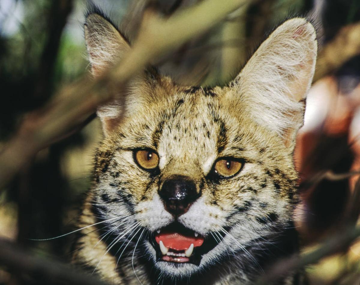 Bobcat close up.