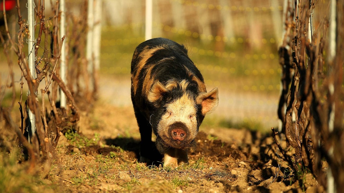 Flirty Pig Does the Walk of Shame After Learning She Has No Suitors 