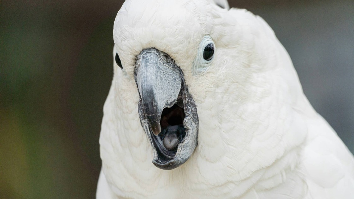 Cockatoo's Funny Way of Antagonizing the Cat Is Pure Sibling Energy 