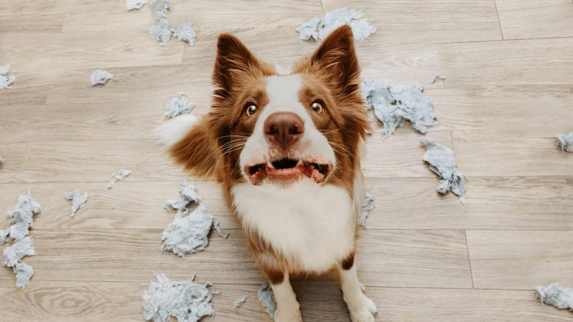 Anxious Dogs Are Responding to One Surprising Sound-Studies Show It Works in Minutes 