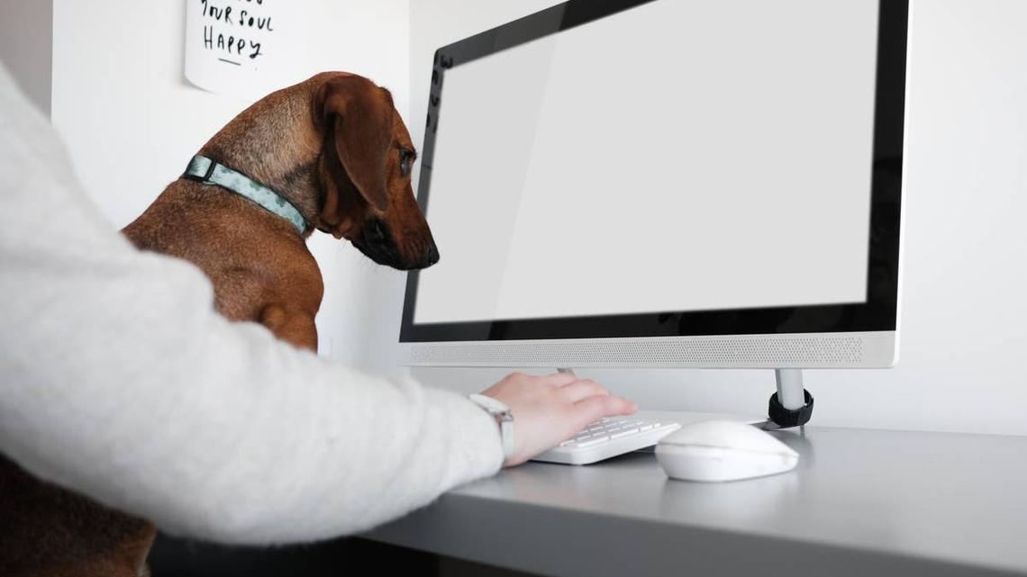 Miniature Dachshund Joins Olivia Rodrigo's 'Drop Dead' Online Trend-and the Result Is Adorable  