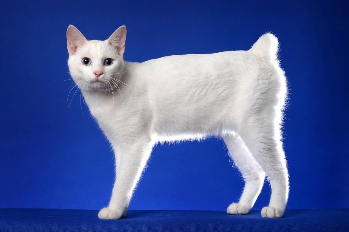  An adorable and sassy Japanese Bobtail cat. 