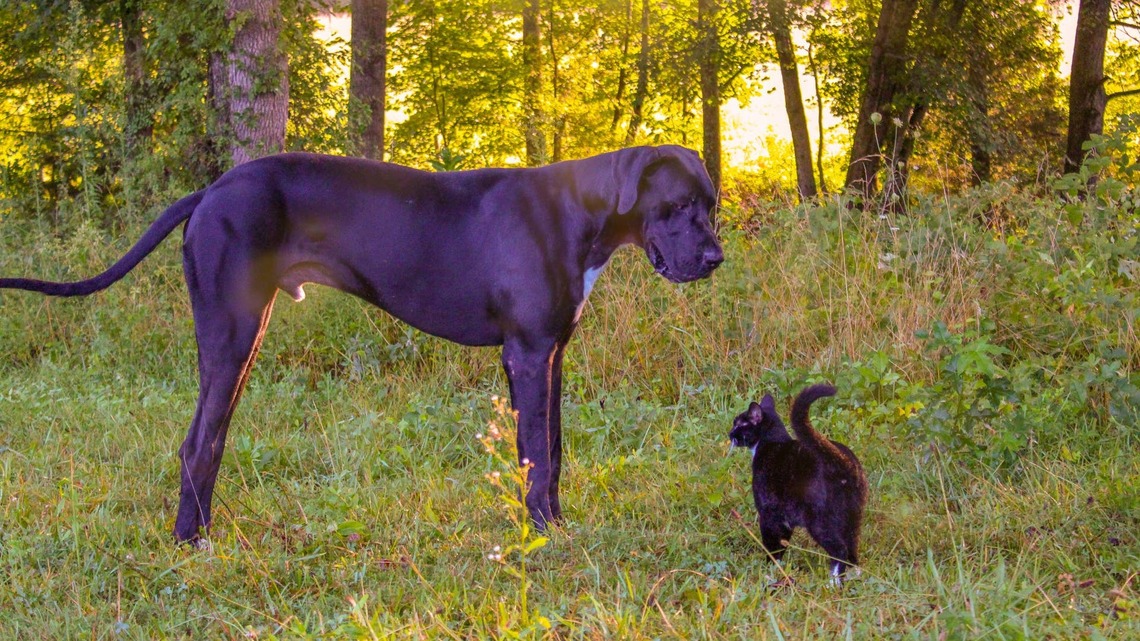 Great Dane Plays ‘Follow the Leader' With Tiny Kitten in Pure Devotion 