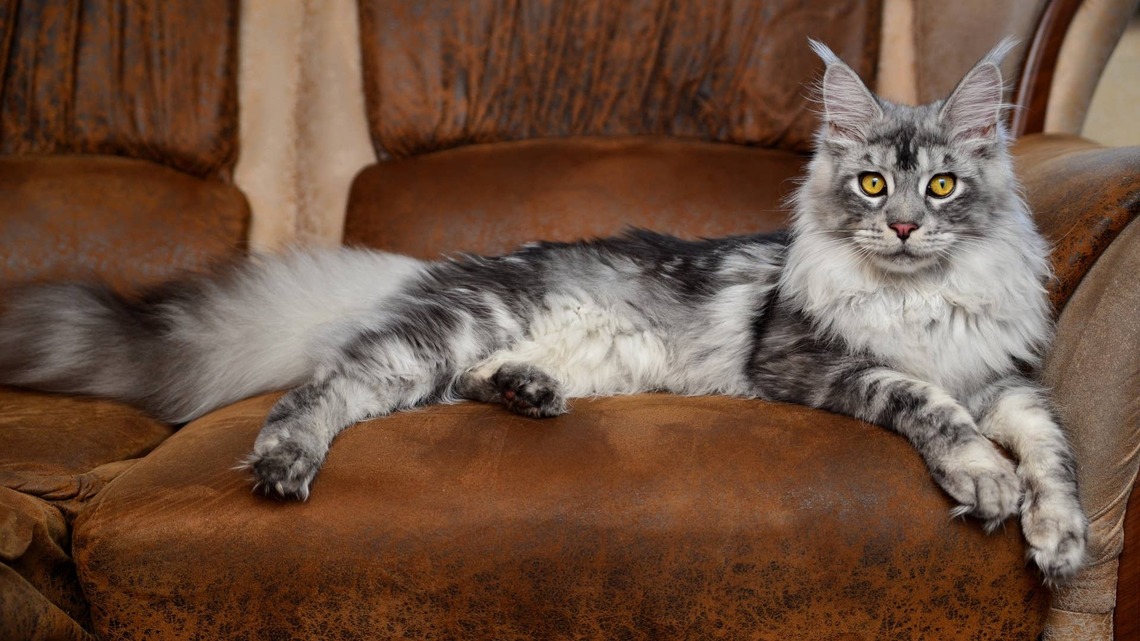 Huge Silver Maine Coon Turns a Paper Bag Into His Own Amusement Park