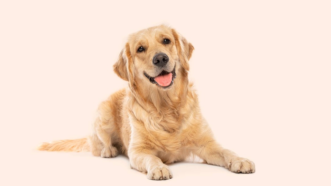 Golden Retriever's Sleepy Face After a Day at the Beach Will Melt Your Heart