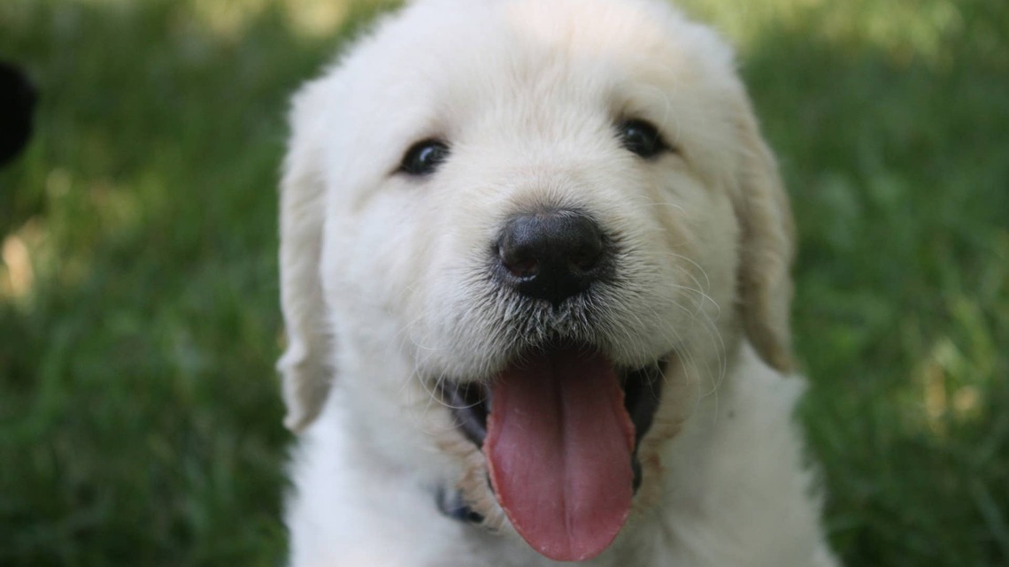Golden Retriever Puppy Named 'Buttercup' Looks Like 'A Whole Chunky Muffin'
