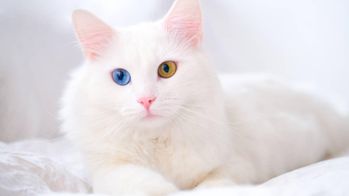 Angora Cat.