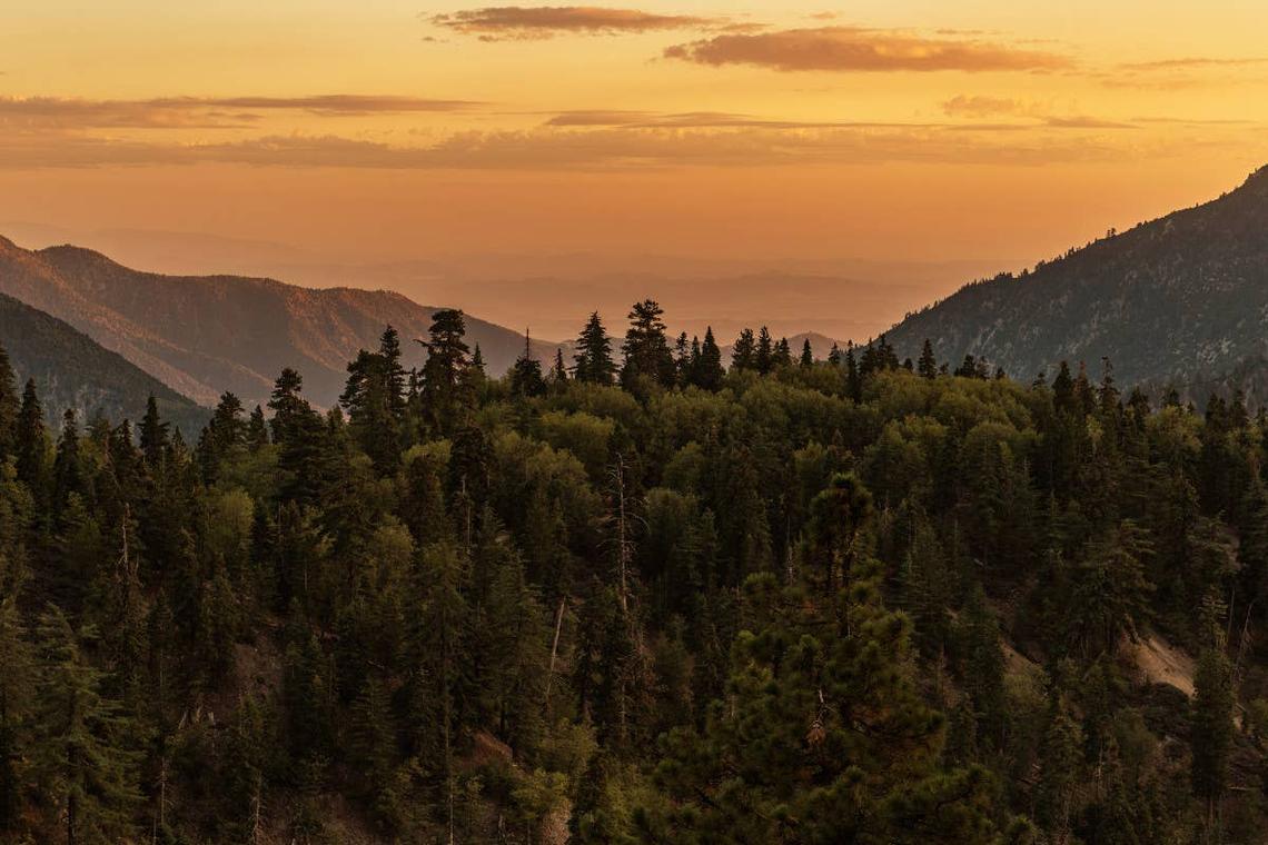 Rattlesnakes live among the trees in San Bernardino National Forest. 