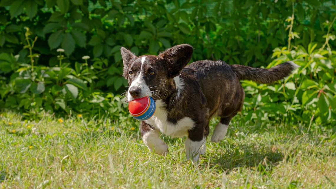 Pembroke Welsh corgi with ball in mouth.