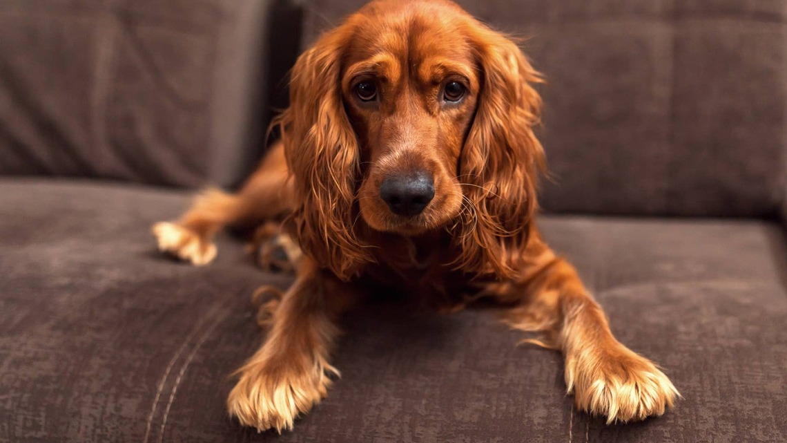 Cocker Spaniel Puppy Pretends the Living Room Mess Has Nothing To Do With Her 