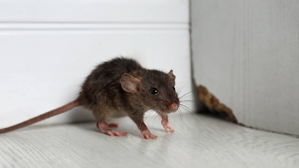 Rodents Are Looking for a Way Inside Your Home - How to Seal It Before Temperatures Drop