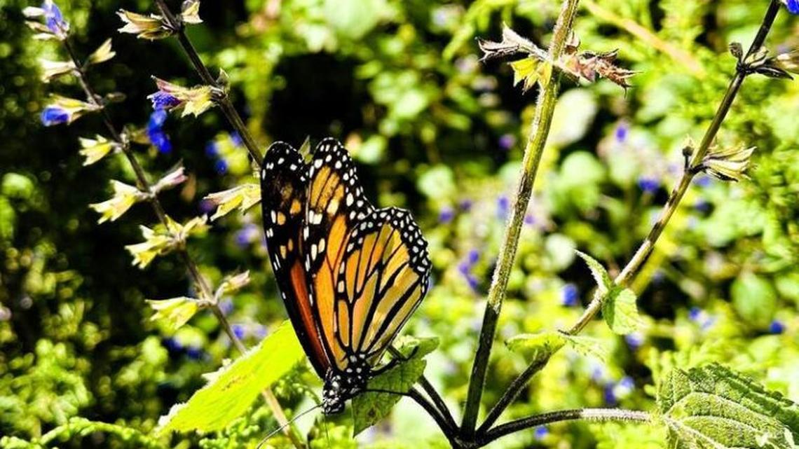 Chasing Monarchs to Mexico: Visiting the Monarch Butterfly Biosphere Reserve 