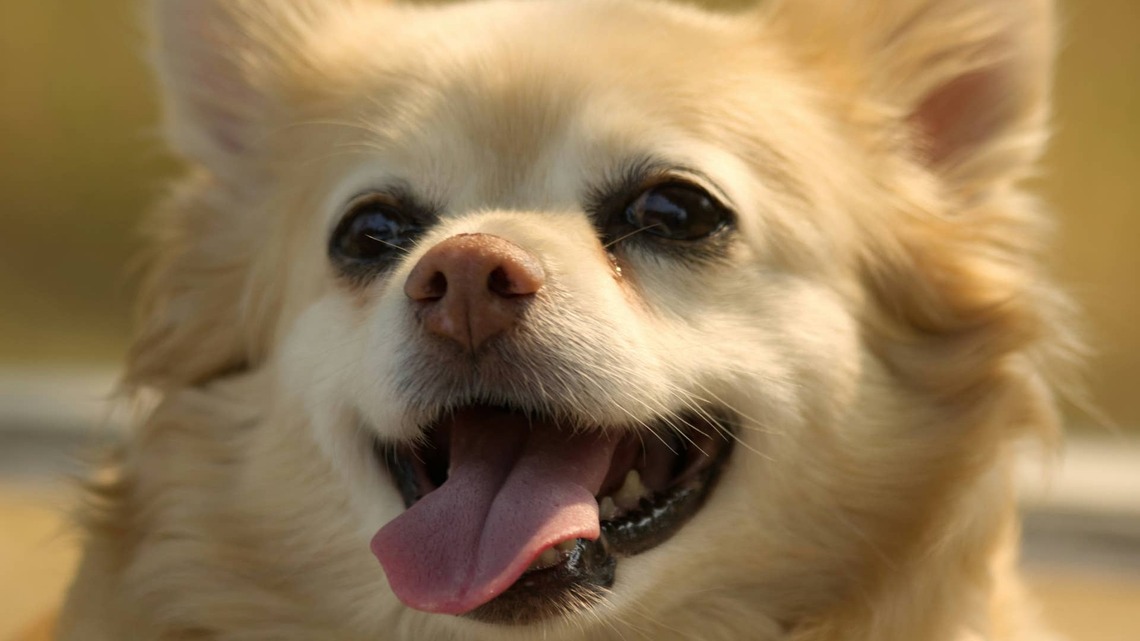 Extra-Fluffy Pomeranian Looks Like a 'Thanksgiving Turkey' During Grooming Session 