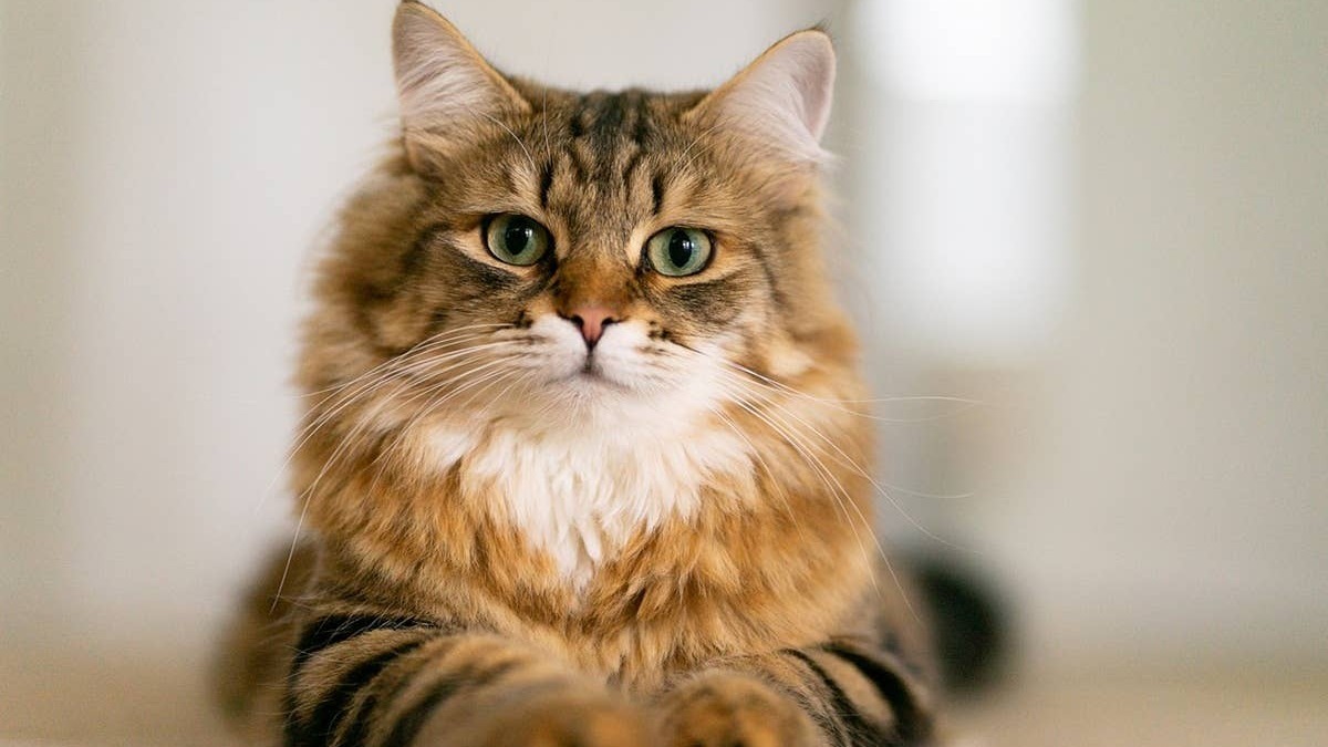 A cute Siberian cat that makes a great pet. 