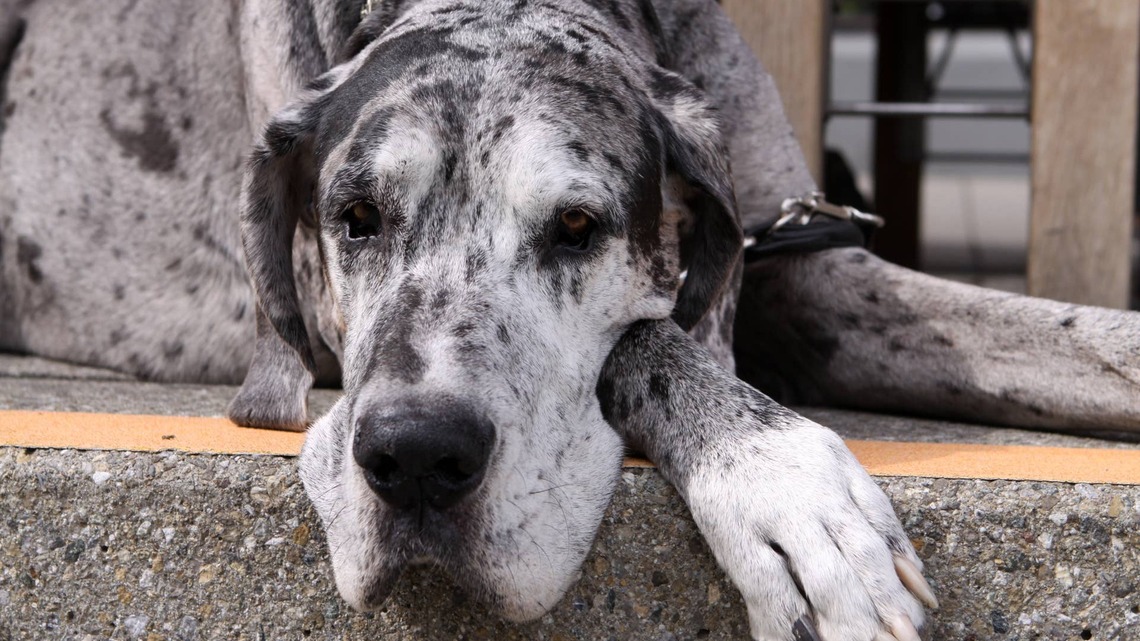 Great Dane 'Samples His Napping Options' Before Settling in Like a True Unbothered King 