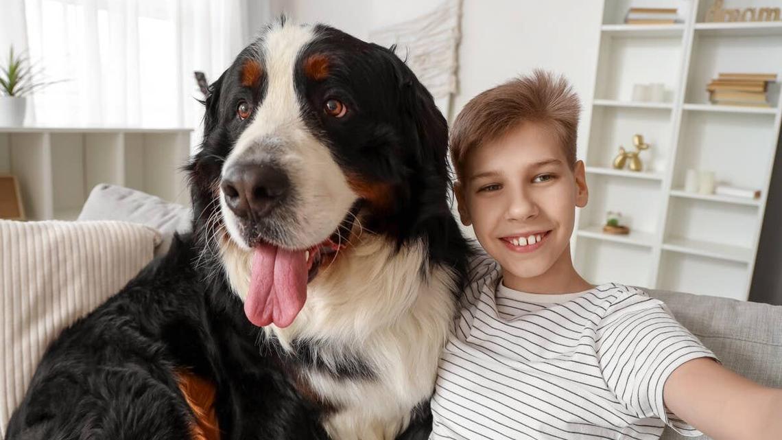 A Bernese Mountain dog sitting on a couch with a young boy.