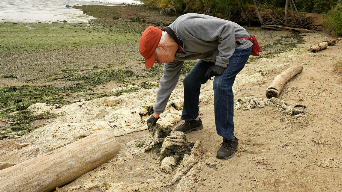 How Kitsap citizen-scientists do marine research with beach walks