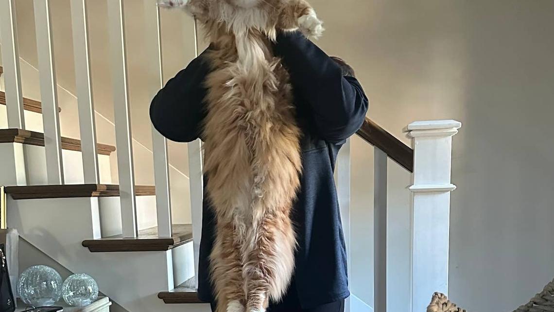 Maine Coon Waits Until I Sit Down, Then Treats Me Like a Sofa 