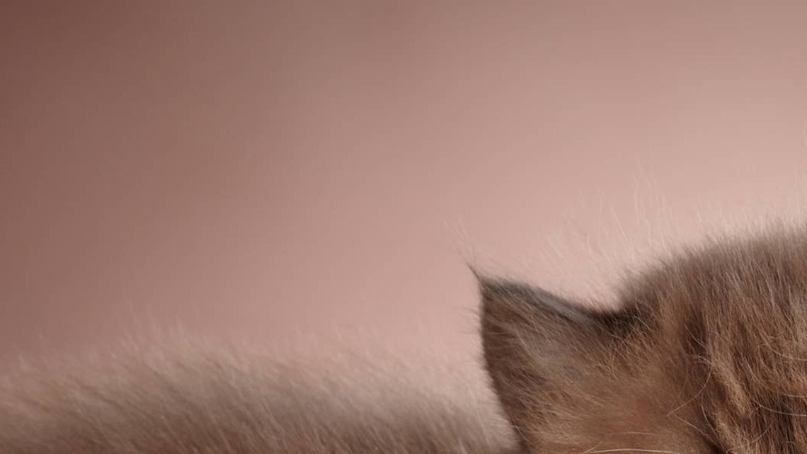 Brown Cinnamon Ragdoll Kitten's Eyes Sparkle Like Ice Blue Jewels