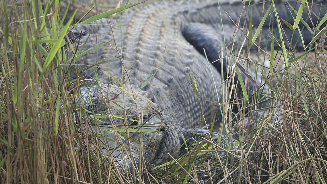 ‘Looksmaxxing' influencer Clavicular gets probation after alligator shooting video 