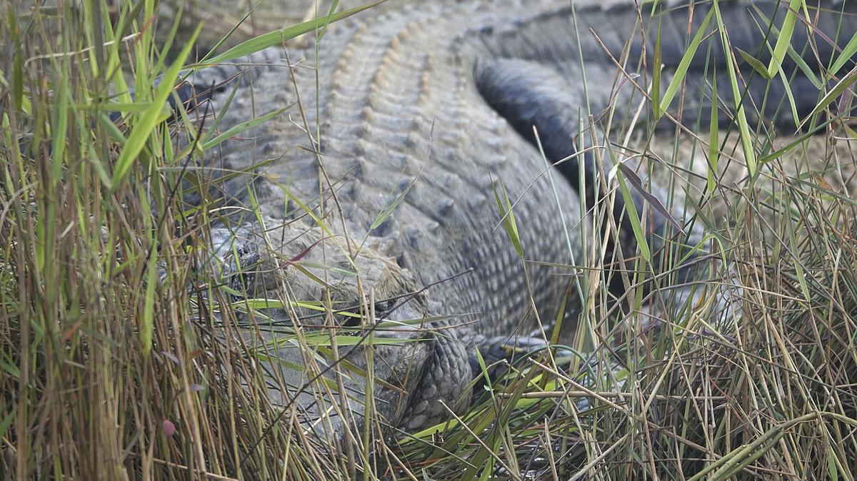 A large alligator is hidden in the sawgrass eyes of a photographer who is probably too close, on April 18, 2022, at Shark Valley in the Everglades National Park. (Joe Cavaretta/South Florida Sun Sentinel/TNS)