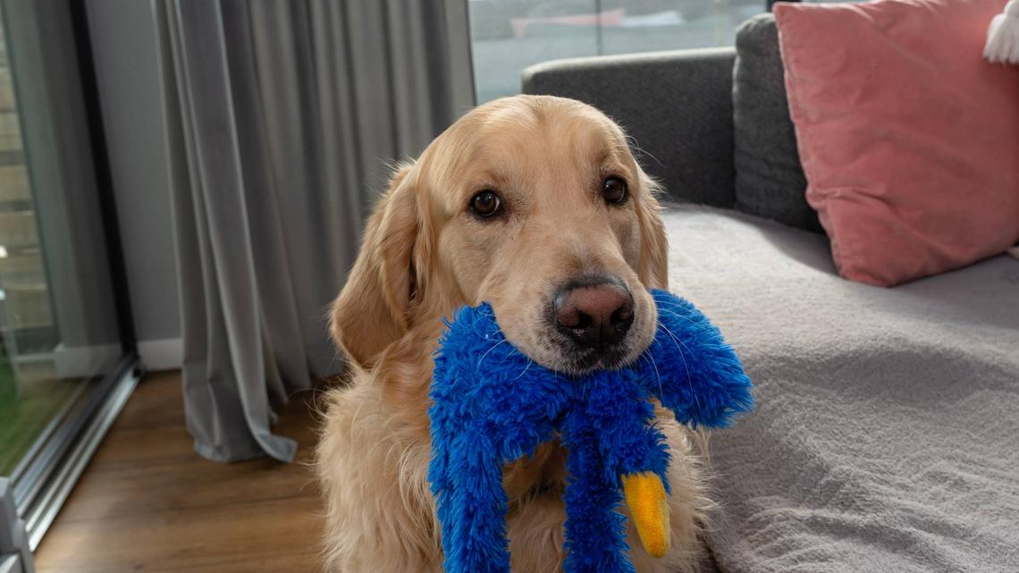 Golden retriever dog holding a blue plush toy in its mouth.